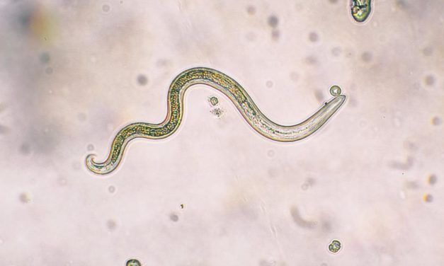 Gesund alt werden: Die Wissenschaft lernt von Würmern