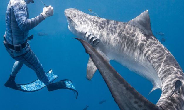Warum Haie Menschen attackieren, ist nach wie vor ein Rätsel