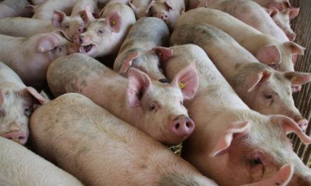 Gegen Preisexzess: China will Schweinefleischreserven freigeben