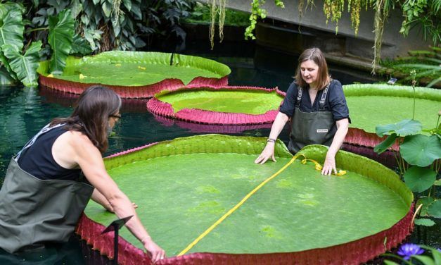 Größte Seerosenart der Welt im Londoner Botanischen Garten entdeckt
