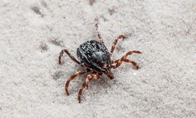 Tropische Riesenzecken bringen gefährliche Erreger nach Österreich