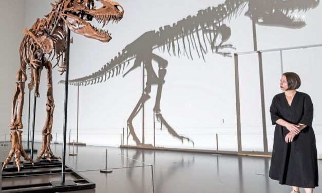 Gorgosaurus-Skelett soll in New York für Millionen versteigert werden
