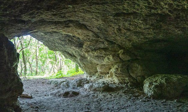 Pferdespringer aus Hyänenhöhle im Waldviertel enthüllen extreme Klimaschwankungen