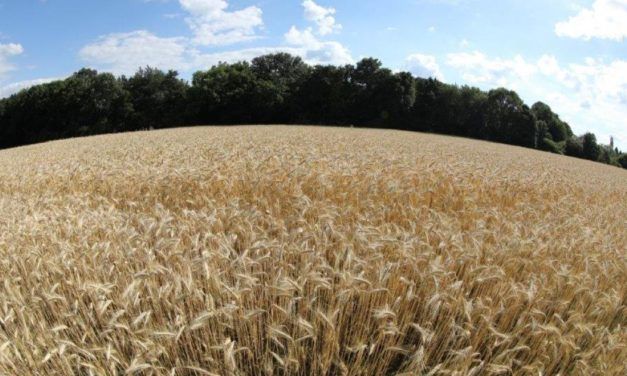 WIIW: Inflation in Osteuropa fast überall zweistellig