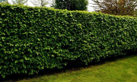 Gartentipp vom Experten: So schneiden Sie die Hecke richtig