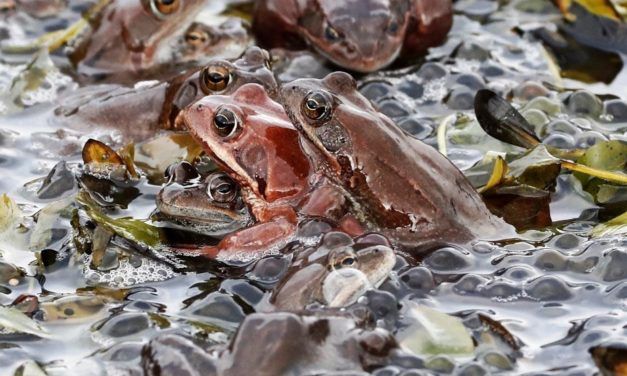 Prähistorische Sexparty mit tödlichem Ausgang