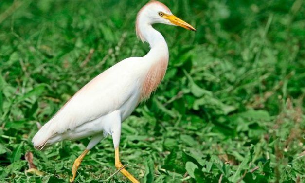 Kuhreiher brüten erstmals in Österreich