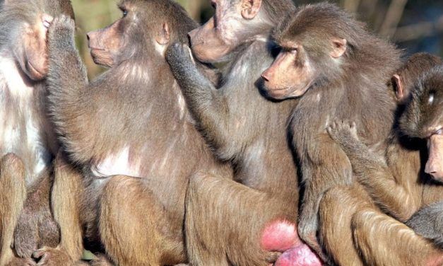 Woher die Läuse kamen