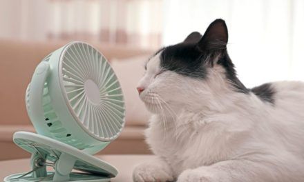So schützen Sie Ihr Haustier vor der Hitze