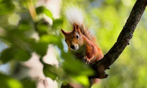 Machine Learning: Apache Flink ML 2.1 bringt zehn neue Algorithmen