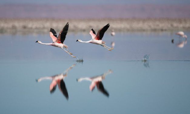 Lithiumabbau: Unabsehbare Schäden für die Umwelt