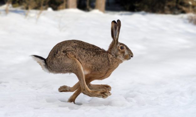 Vite.js 3.0: Build-Tool für JavaScript wird rasanter