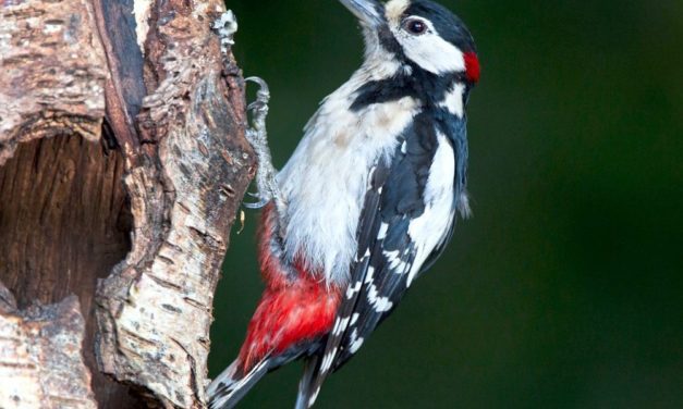 Spechte haben keinen Helm