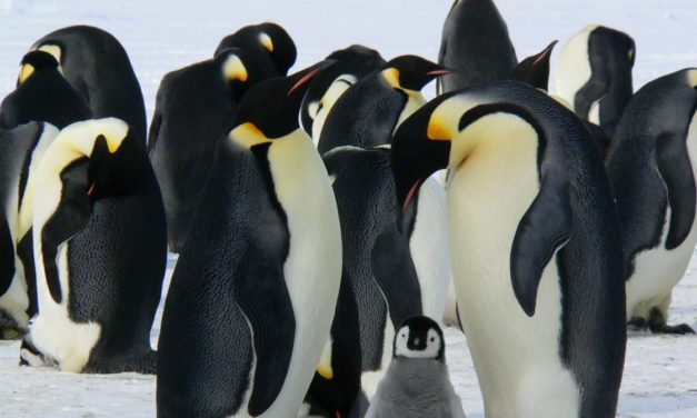 Google: Warum uns Ubuntu zu träge war – und wie wir jetzt gLinux administrieren