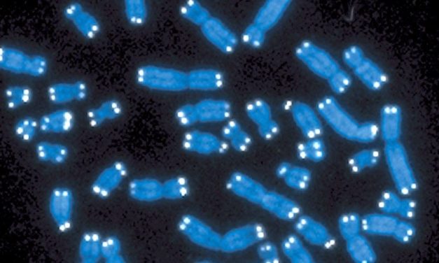 Verlorenes Y-Chromosom könnte mit erklären, warum Männer kürzer leben