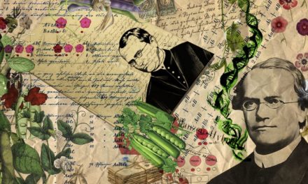 Gregor Mendel von A bis Z: Viel mehr als nur ein Erbsenzüchter