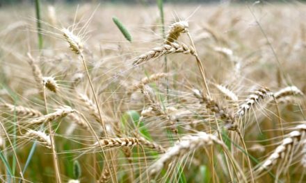 BayWa-Vorstandschef: Nahrungsmittel könnten knapp und teuer werden