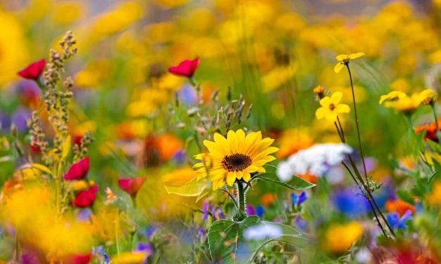 Blütenduft nimmt durch den Klimawandel ab