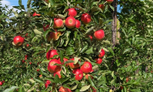 Frage an den Experten: Was tun bei Pilzbefall am Apfelbaum?