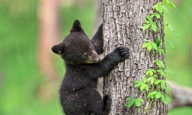 Wie Blutplasma von Bären Muskelabbau bei Menschen verhindert