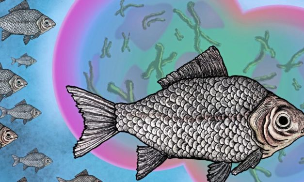 Skurriler Fisch stiehlt Sperma zur unabhängigen Fortpflanzung