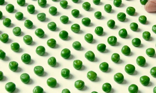 Was haben Erbsen mit Vererbungslehre zu tun?