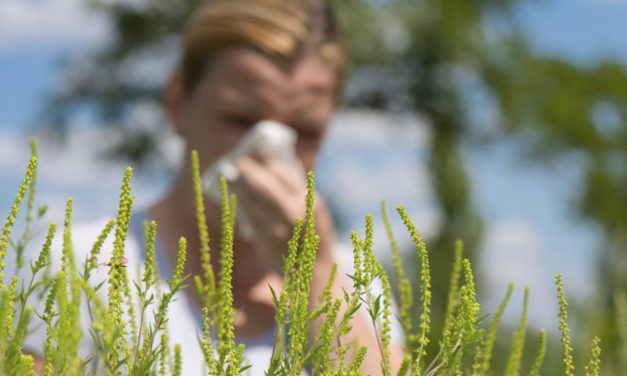 Pollenexplosion: Ragweed bricht heuer alle Rekorde
