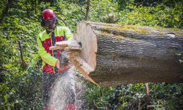 Wie Trockenheit und Hitzewellen dem heimischen Wald zusetzen