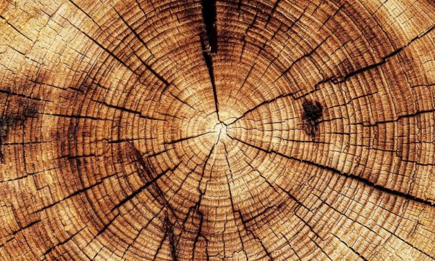 Ganz ohne Baum: Forscher ließen „Holz“ im Labor wachsen
