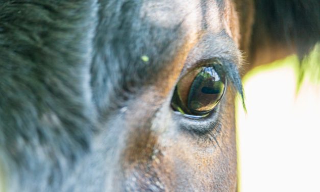 Containerisierung: Cilium 1.12 bietet Service-Mesh-Alternative zu Istio