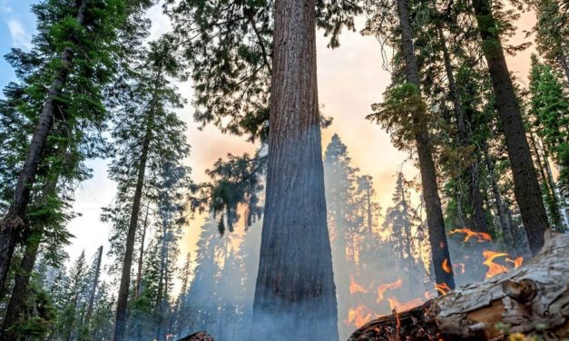 Wie Feuer in Maßen Bäumen beim Überleben hilft