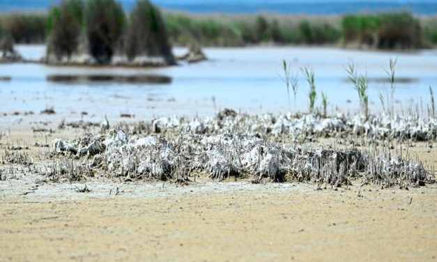 Hitze führt zu Fischsterben im Neusiedler See