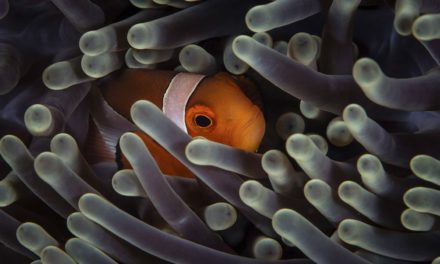 Rätselhafter Mechanismus: Clownfische passen ihre Größe jener ihrer Heimatanemonen an