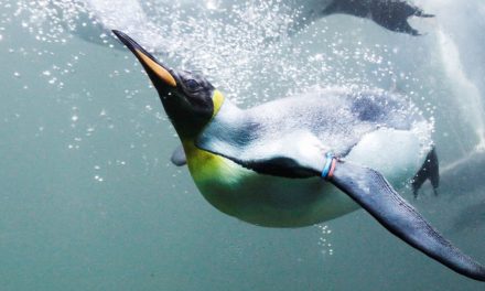 Pinguine entstanden auf einem heute versunkenen Kontinent
