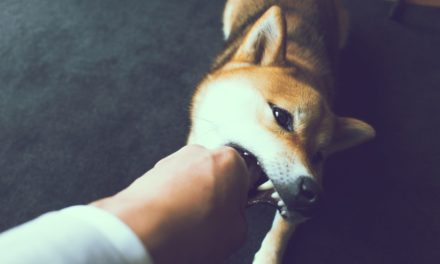 Dogecoin-Fake Teddy Doge entpuppt sich als Rug Pull
