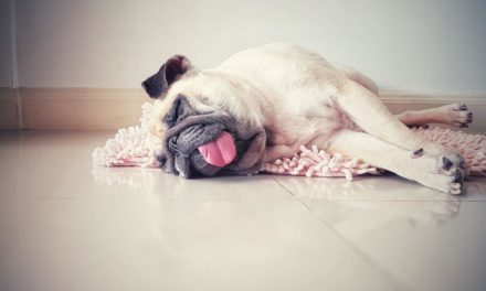 Abkühlung an Hundstagen: Dürfen Mieter eine Klimaanlage einbauen?