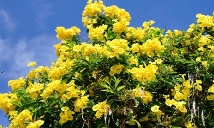 Gartentipp: Trompetenstrauch braucht Rückschnitt