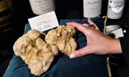 Französische Forscher dürften Rätsel der weißen Trüffel geknackt haben